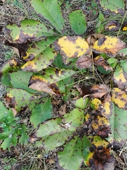 Gnomonia caryae