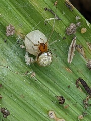 Theridiidae