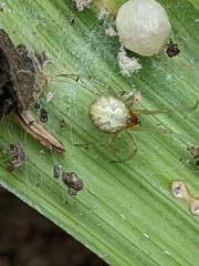 Theridiidae