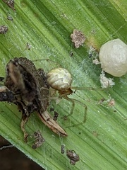 Theridiidae