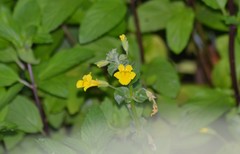 Erythranthe michiganensis