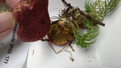 Suillus paluster