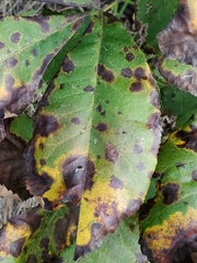 Gnomonia caryae