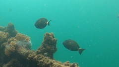 Acanthurus dussumieri