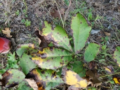 Gnomonia caryae
