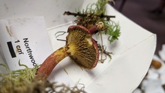 Suillus paluster