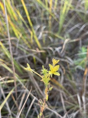 Oenothera clelandii