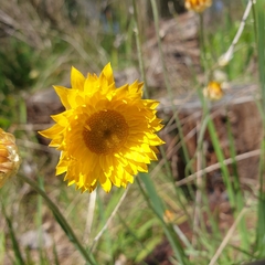 Leucochrysum albicans albicans