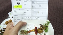 Suillus paluster