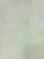 Pseudolaccaria pachyphylla