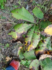 Gnomonia caryae