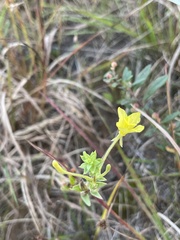 Oenothera clelandii