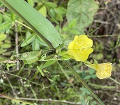 Oenothera biennis