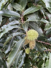 Castanea dentata