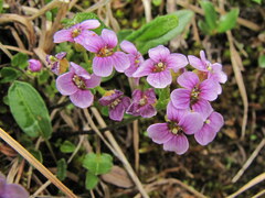 Cardamine purpurea