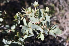 Cynipoidea