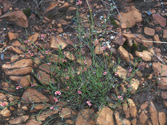 Indigofera leptocarpa