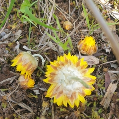 Leucochrysum albicans albicans