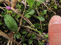 Cardamine purpurea
