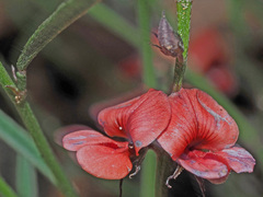 Indigofera leptocarpa