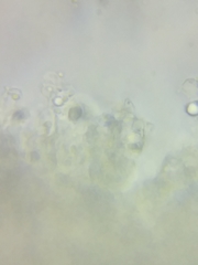 Pseudolaccaria pachyphylla