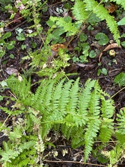 Dennstaedtia punctilobula