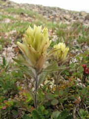 Castilleja hyperborea