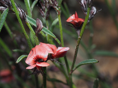 Indigofera leptocarpa