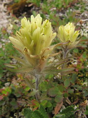 Castilleja hyperborea