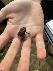 Anaxyrus americanus