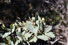 Cynipoidea