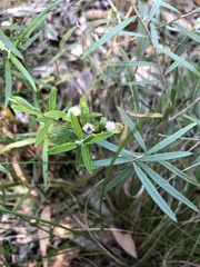 Pimelea linifolia linifolia