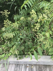 Oenantheae