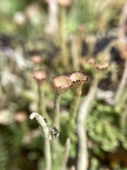 Cladonia gracilis