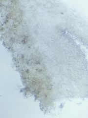 Pseudolaccaria pachyphylla