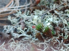 Cladonia cristatella