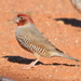 Pale Redhead Finch - Photo (c) copper, some rights reserved (CC BY-NC), uploaded by copper