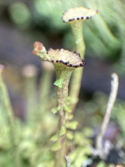 Cladonia gracilis
