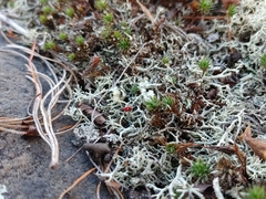 Cladonia cristatella