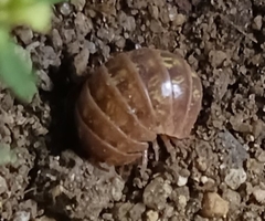 Armadillidium vulgare