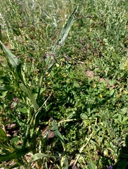 Panicum miliaceum ruderale