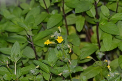 Erythranthe michiganensis