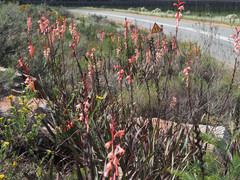 Watsonia