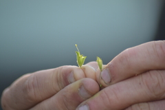 Erythranthe michiganensis