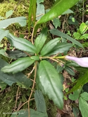 Lysionotus pauciflorus