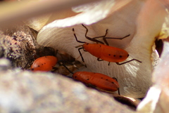 Probergrothius angolensis