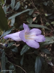 Lysionotus pauciflorus