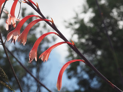 Watsonia
