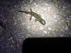 Ambystoma mavortium