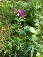 Trifolium lupinaster